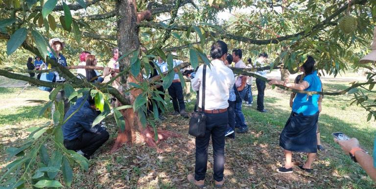 Workshop participants in Chanthaburi, Thailand are being briefed on durian harvesting techniques to ensure the maintenance of quality. Photo credit: Landell Mills.