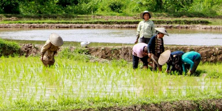 Subsistence rice farming is the most common livelihood in the rural communities covered by a climate risk financing study in the Greater Mekong Subregion. Photo credit: ADB.