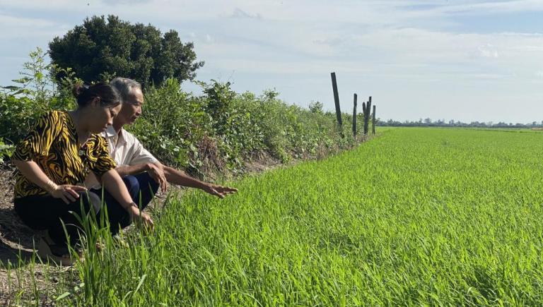 A sustainable rice farming model in the Mekong Delta reduces chemicals, boosts biodiversity, and improves farmer incomes while fostering resilience to climate change. Photo credit: International Rice Research Institute.