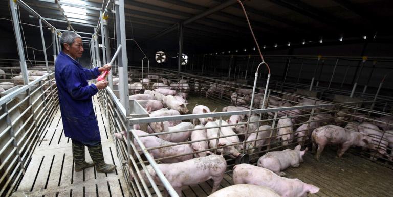 A privately owned agro-enterprise in Jiangxi produces biogas from pig manure and sells electricity to the power grid.  Photo credit: ADB.