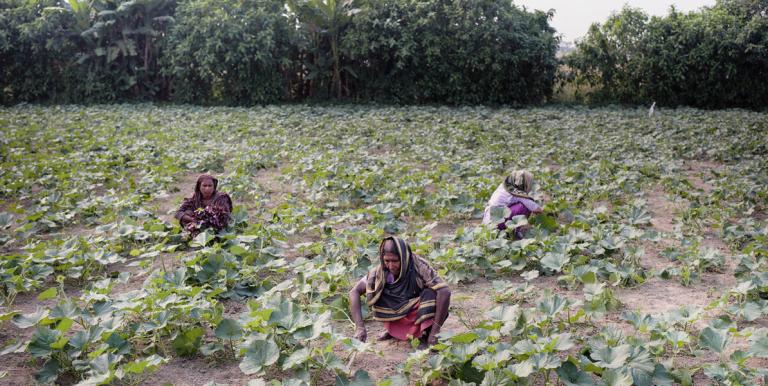 Agricultural extension services help the government climate-proof agricultural fields based on dialogues with local experts–the farmers themselves. Photo credit: ADB.