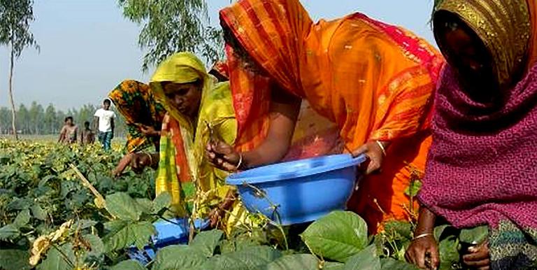 A project in Bangladesh helped farmers move from subsistence farming to growing export-quality mung beans. Photo credit: euglena Co., Ltd.