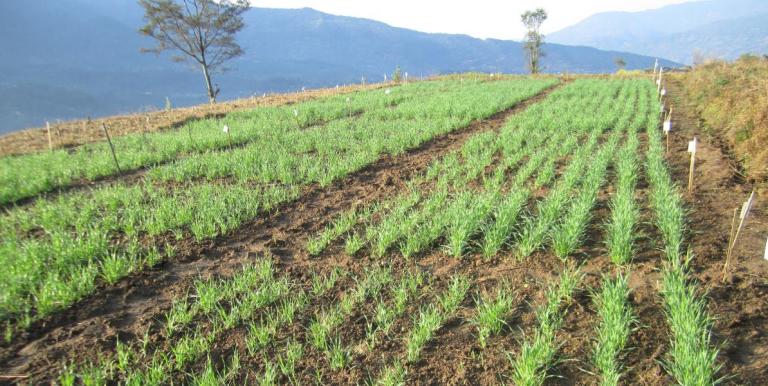 A field of barley in Nepal. Evidence shows that using urine-enriched biochar can improve crop yields in a climate-friendly manner. Photo credit: Landell Mills.