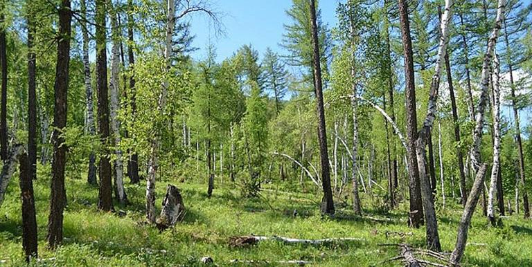 Boreal forests cover 14.2 million hectares or 9% of Mongolia. Photo credit: ADB.
