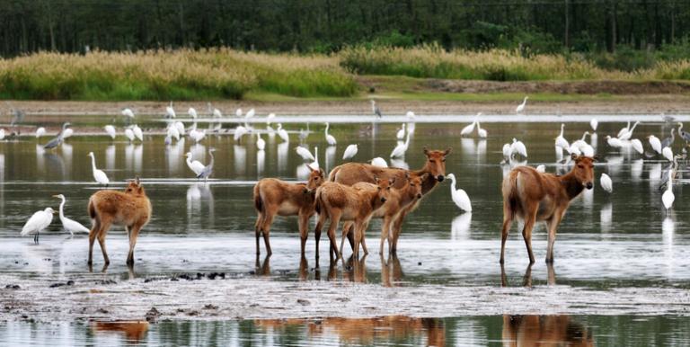 The Yancheng coastal wetlands are home to milu deer, egrets, and other wildlife. Photo credit: Yang Guomei.