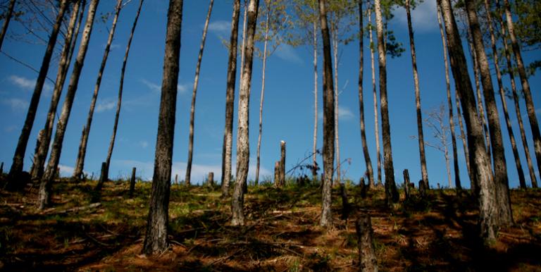 One of the SDG policy priorities of Viet Nam is to ensure the conservation, restoration and sustainable use of important wetland eco-systems, eco-system services, particularly forest eco-systems and dry lands. Photo credit: Lester Ledesma/ADB.