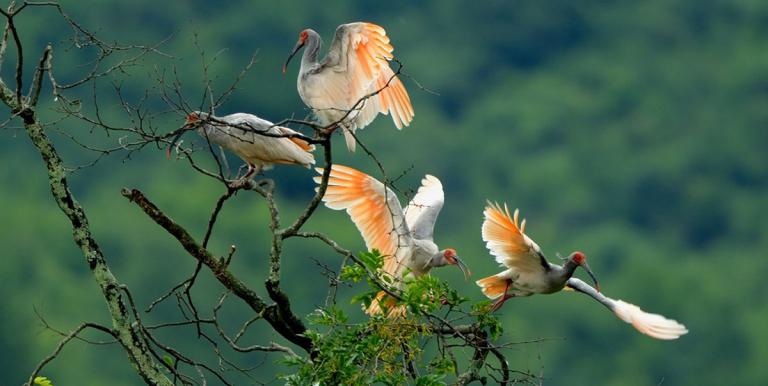 The number of wild crested ibis in the Qinling Mountains increased by 52% in 2019 from 2010 because of improved ecosystem management. Photo credit: Shaanxi Rare Animal Rescue Center. 