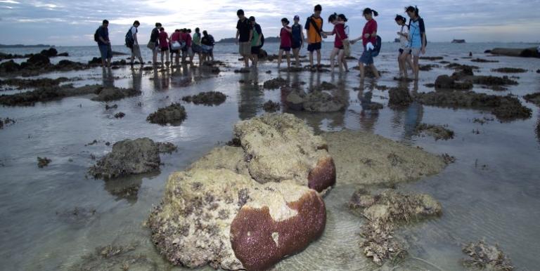 Landfills are associated with toxic environments, yet the offshore landfill in Singapore has thriving marine life that people come to explore during low tides. Photo credit: Ria Tan.