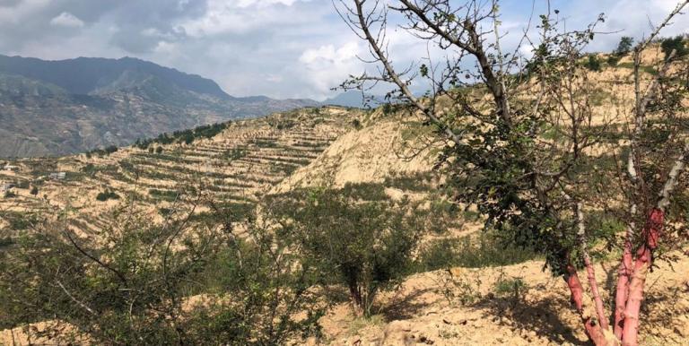 In Gansu province, Chinese prickly ashes are planted on plateau terraces for rainfall harvesting and erosion control. Photo credit: Niu Zhiming. 