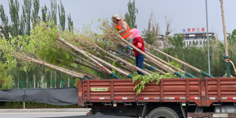 Workers transport saplings for building windbreak screens. Photo credit: ADB.