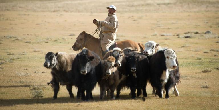 The impacts of climate change threaten rural communities in Mongolia that rely on livestock and natural resources. Photo credit: ADB. 