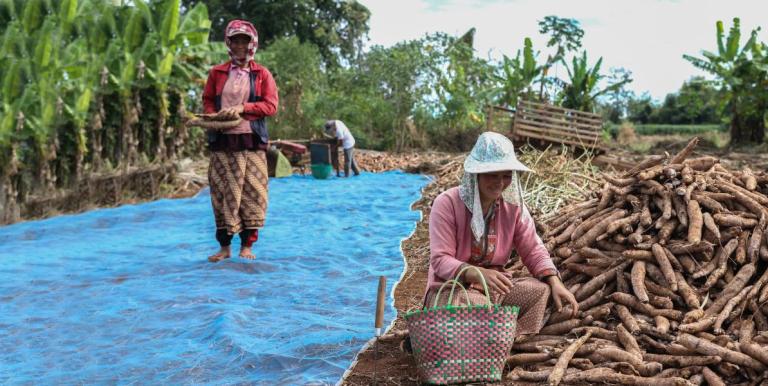 Cassava can be converted into a type of bioplastic material that has less climate change impact than petrochemical plastics. Photo credit: Asian Development Bank.