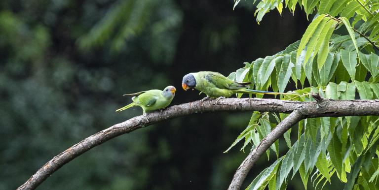 Thousands of undiscovered viral species of mammals and birds have the capacity to transmit diseases to humans. Photo credit: F. Ricciardi.