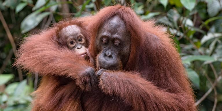 Overexploitation of invaluable ecosystems in Asia and the Pacific has resulted in serious environmental degradation and biodiversity loss. Photo credit: F. Ricciardi/IG: @fransaround.