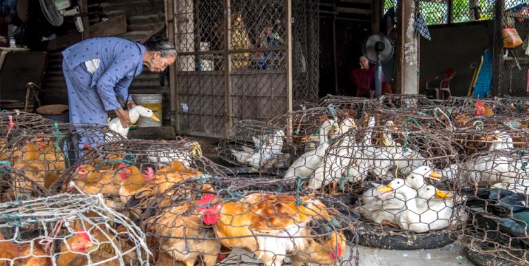 Zoonotic diseases can wipe out entire subsectors of livestock, posing a serious threat to public health. Photo credit. ADB. 