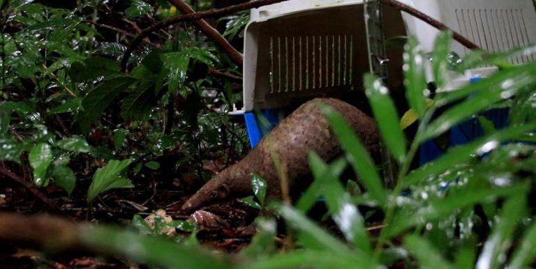 The Philippine pangolin—classified as threatened—continues to be hunted for its meat and scales. Here, one is reintroduced into the wild after being rescued. Photo credit: Palawan Council for Sustainable Development Staff.