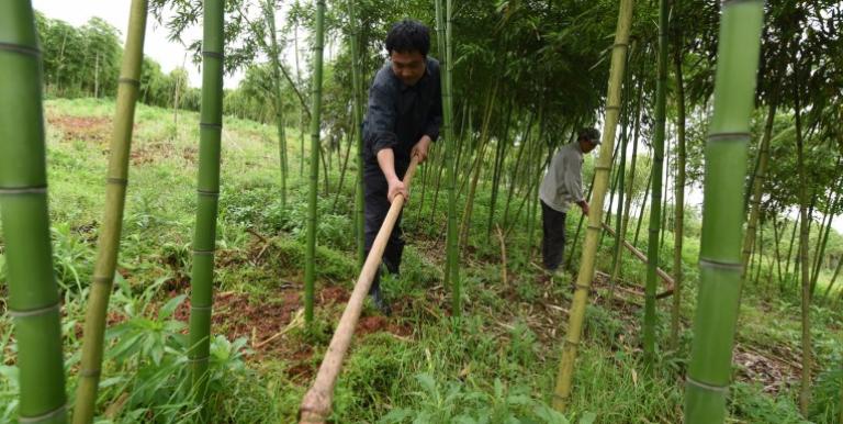 Local communities can help preserve the benefits provided by ecosystems, such as food and water production, carbon storage, and flood control. Photo credit: ADB.