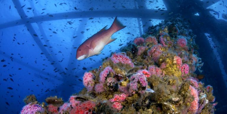 Marine life thrives beneath an active offshore oil platform off the coast of Long Beach in California. Visible are strawberry anemones, a California sheephead and scallops. Photo Credit: Joe Platko