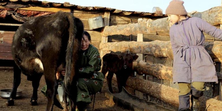 ADB is supporting a producer-focused inclusive business model in Mongolia that enables a dairy company to buy more milk from small livestock herders. Photo credit: ADB.