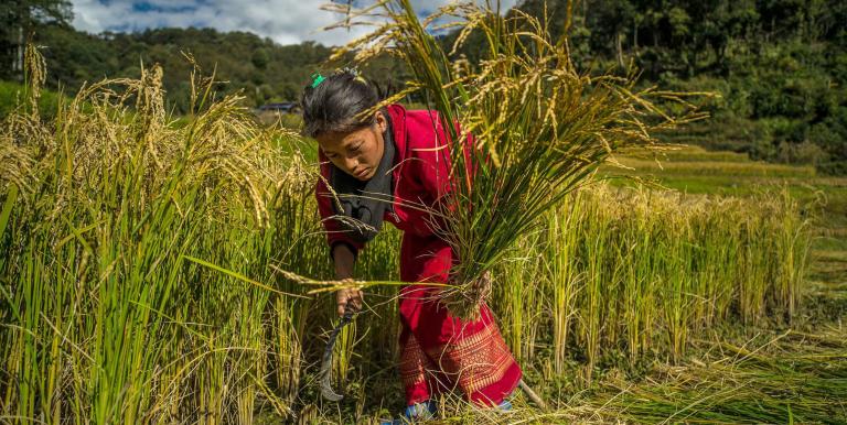 The CGE model shows that every dollar invested in agriculture production returns $1.47 because of the sector’s extensive linkages with the rest of the economy. Photo credit: ADB.