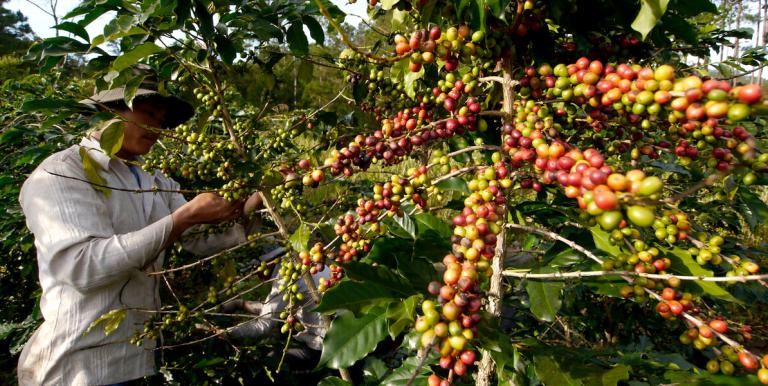 Biodiversity provides additional revenue streams through non-timber forest products generated within the coffee farm system. Photo credit: ADB.