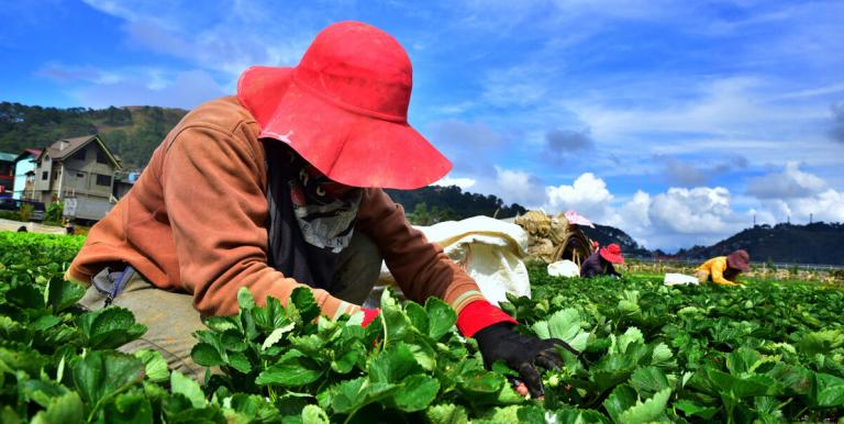 Farmers need new skills in data, systems management, digital operations, and climate-resilient methods. Photo credit: ADB.