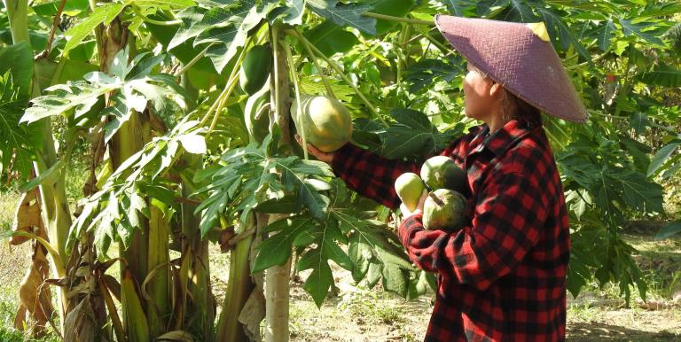 Farmers in Vientiane Capital are able to farm year-round with the ADB-supported climate-resilient agriculture infrastructure and trainings on responding to floods and droughts. Photo credit: Souphavanh Phonmany/ADB