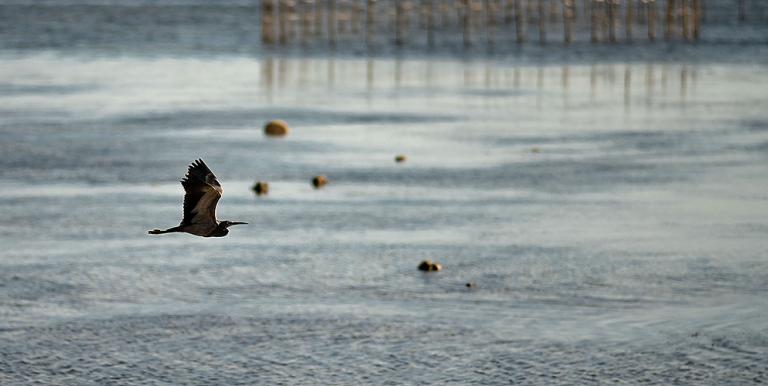 One of the wildlife groups most directly impacted by renewable energy expansion are birds. Photo credit: ADB.