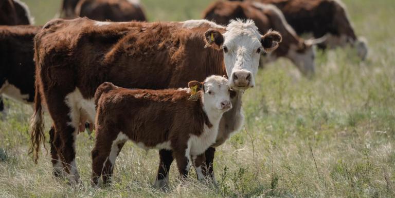 There is potential to increase livestock production by threefold if beef cattle are grazed on all the current rangelands in the region. Photo credit: Turar Kazangapov.