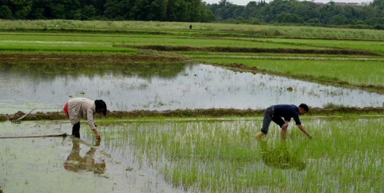 Agriculture was the main driver for poverty reduction and growth in the People's Republic of China from 1978 to the mid-1980s. Photo credit: ADB.