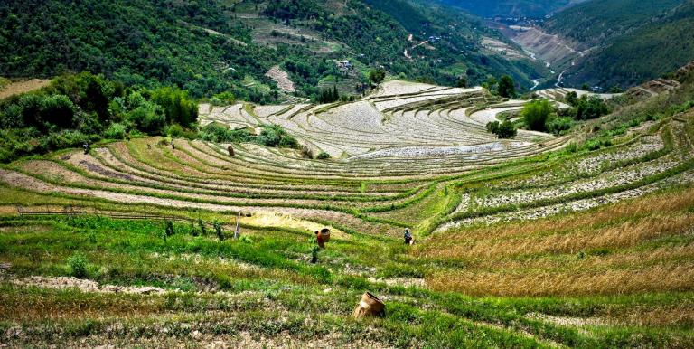 Using technologies to mitigate the effects of climate change can help maintain productivity in Bhutan’s agriculture sector. Photo credit: ADB.