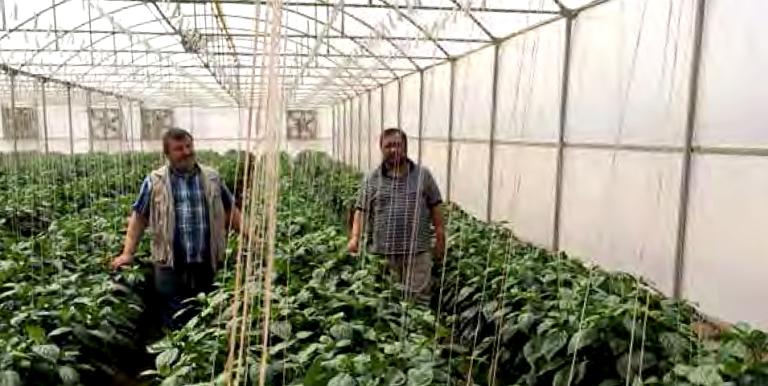 In Sudan, the Abu Halimah Greenhouse Project used the group value chain approach to support small agribusinesses. Photo credit: Islamic Development Bank.