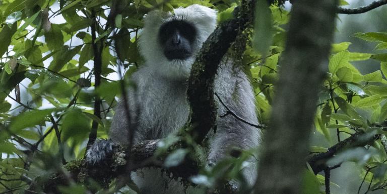 Further encroachment into forests with high biodiversity will increase the risk of contacts with zoonotic pathogens and a potential spillover into areas where humans and domestic animals mingle. Photo credit: F. Ricciardi.