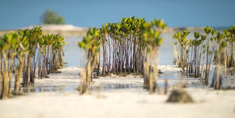 Mangroves grow along the beach of Tarawa in Kiribati. Photo credit: ADB.