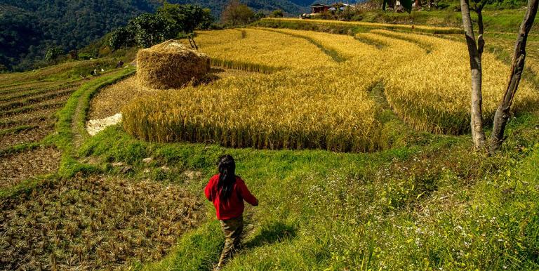 By 2050, global rice demand is expected to increase by 30%. Photo credit: ADB.