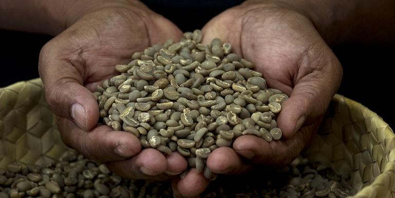 Coffee is Timor-Leste’s largest non-oil export, and is grown by more than one-fourth of Timorese households. Photo credit: Luis Enrique Ascui/ADB.