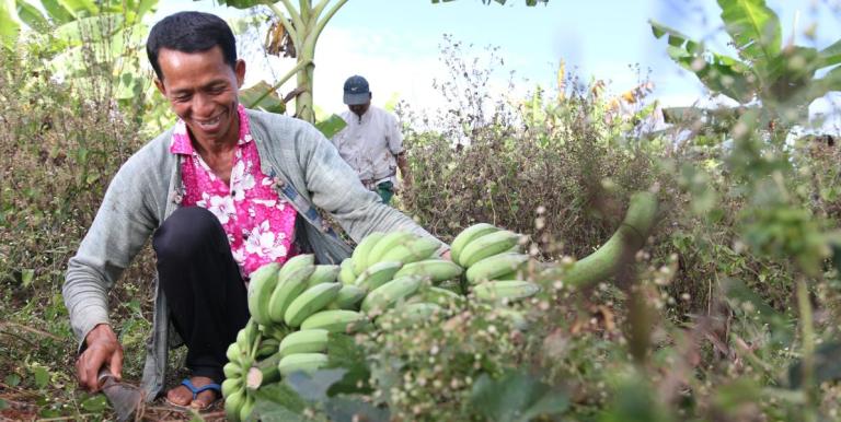 After harvesting bananas, almost 60% of what is left of the plant is considered waste, but this can be turned into high-value goods, such as fabric and bioethanol. Photo credit: ADB.