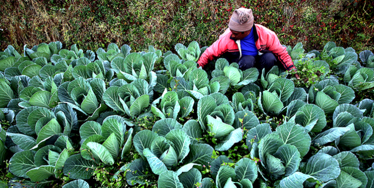 One of the solutions in addressing obesity includes introducing better food choices for the community. (Photo credit: ADB Photo Library).