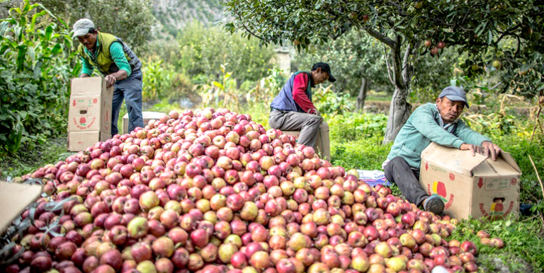 Locals pack locally grown apples in Tukche village. Nepal’s federal system is expected to impact agroincome tax in the country. (Photo credit: ADB.)