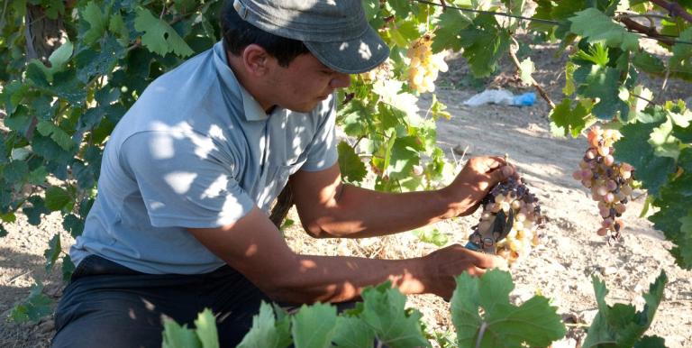 Horticulture exports can integrate small farmers into the global value chain. Photo credit: ADB.