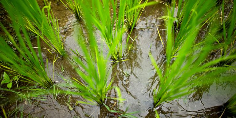 Climate-smart practices helped save water and other resources. Photo credit: ADB.