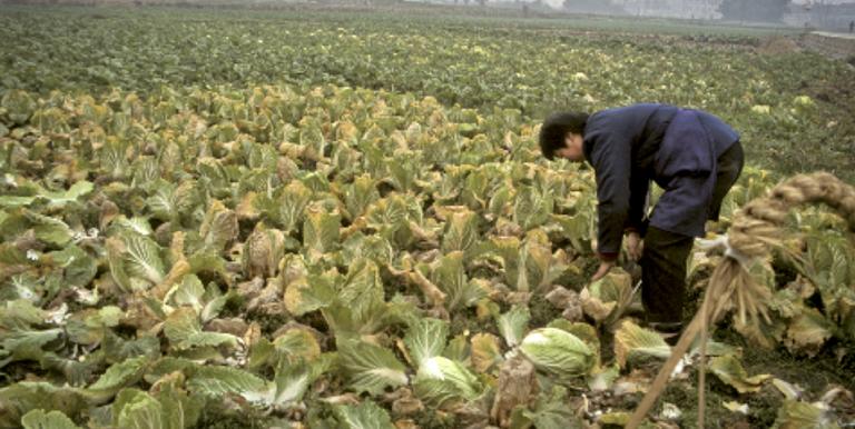 The People’s Republic of China has adopted policies to encourage farmers to start selling their products online. Photo credit: Ian Gil/ADB.
