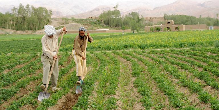 Agriculture is a source of livelihood and income for many people in Central Asia where about 45% of the total population are employed in the sector. Photo credit: ADB