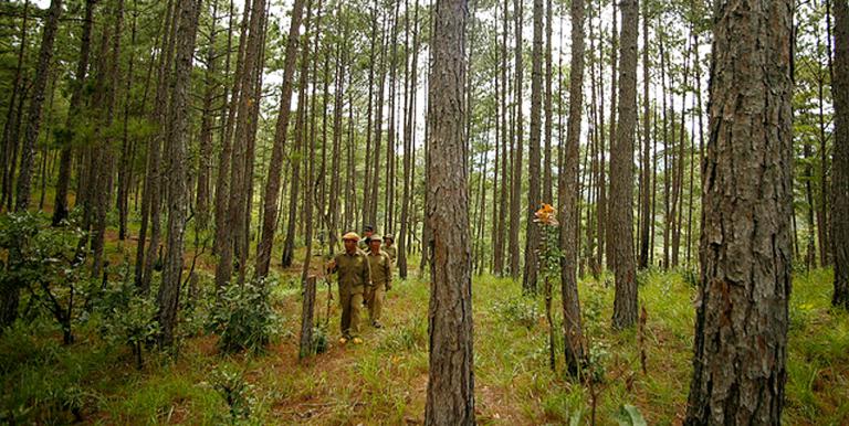 Villagers from the K’ho ethnic minority patrol a pine forest in Viet Nam. Photo credit: ADB.