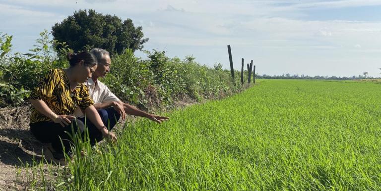 A sustainable rice farming model in the Mekong Delta reduces chemicals, boosts biodiversity, and improves farmer incomes while fostering resilience to climate change. Photo credit: International Rice Research Institute.