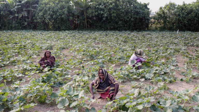 Agricultural extension services help the government climate-proof agricultural fields based on dialogues with local experts–the farmers themselves. Photo credit: ADB.