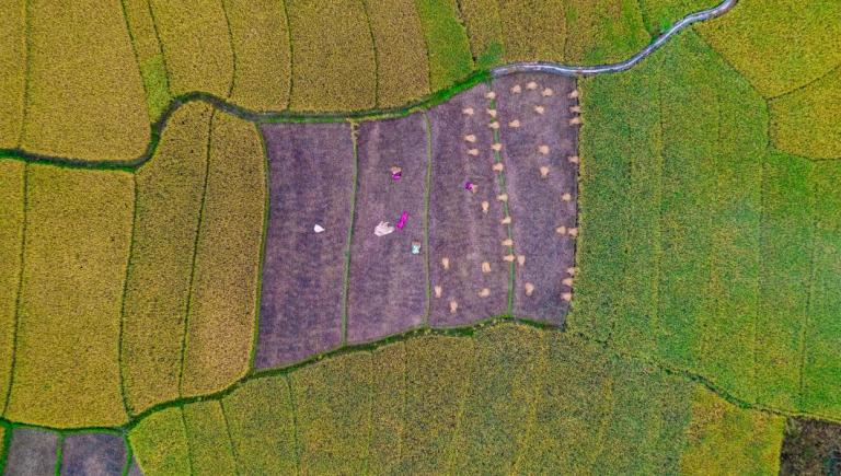 Accurate measurements of agricultural land are essential for assessing farm productivity. Photo credit: ADB.