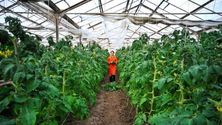 The development of joint integrated markets along the regional value chain can unlock comparative trade advantages, especially for the horticulture sector. Photo credit: ADB.